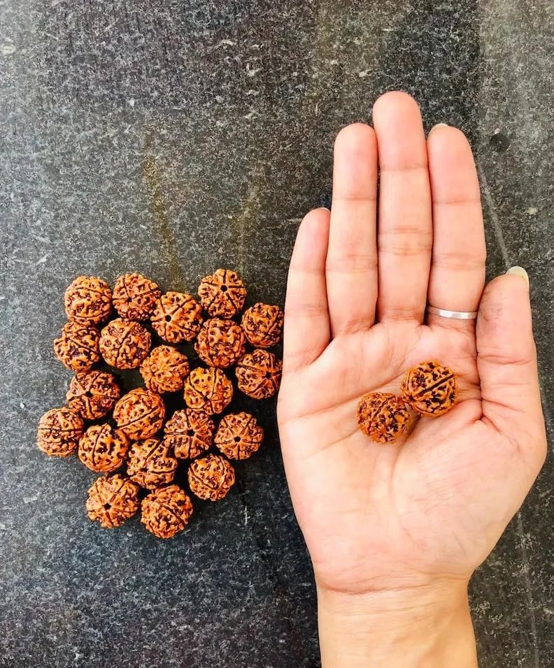 5 Mukhi Rudraksha Without Pendant | Original Nepali | Natural and Lab Certified | Helps to Improve Self Confidence, Spiritual Growth Negative Energies For Men & Women