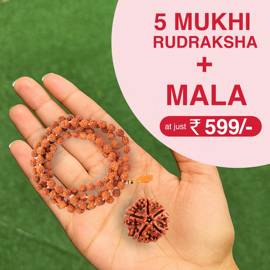 5 Mukhi Rudraksha + Mala Combo