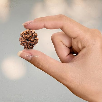 5 Mukhi Rudraksha Without Pendant | Original Nepali | Natural and Lab Certified | Helps to Improve Self Confidence, Spiritual Growth Negative Energies For Men & Women